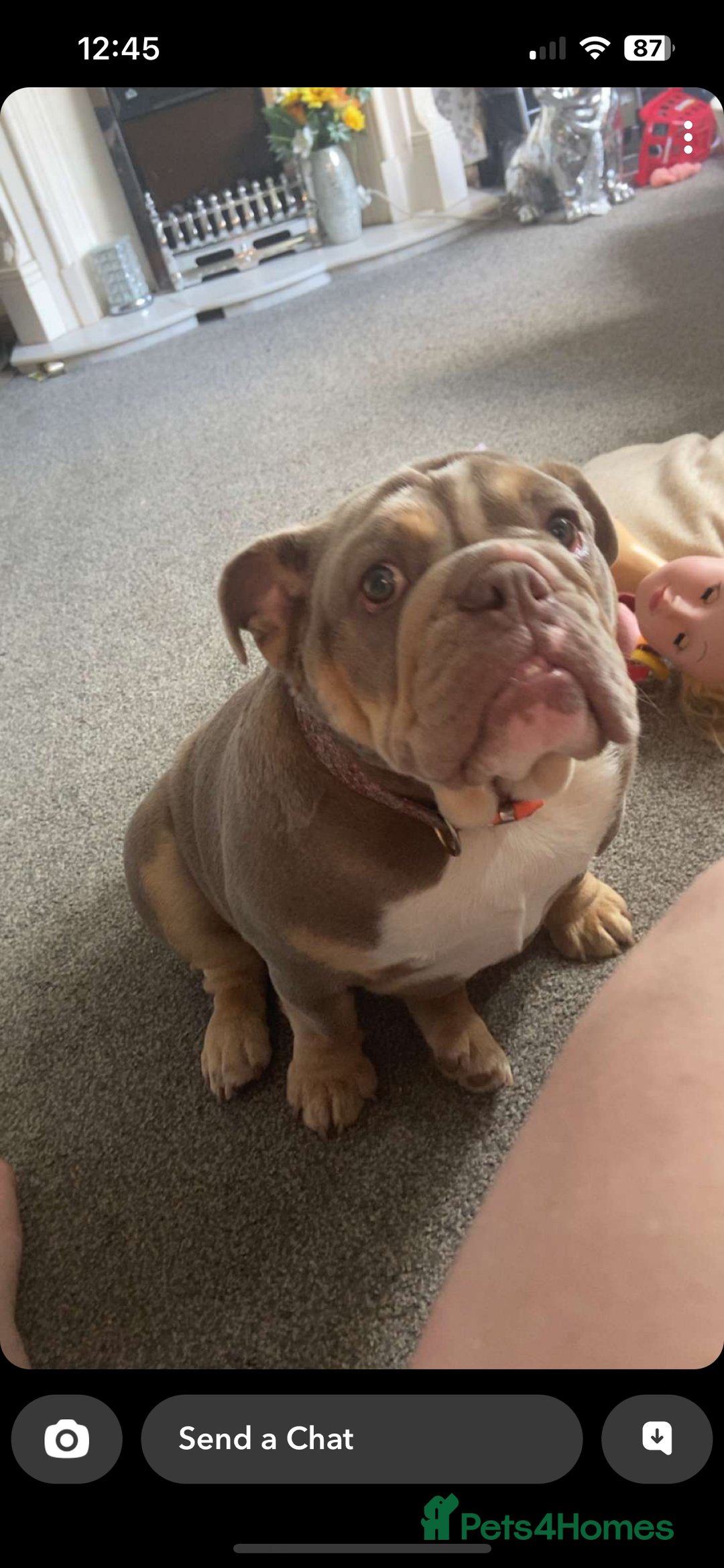 English Bulldog dogs for sale: English bulldog for re homing  - Advert 3
