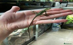 Iguana reptiles for sale: Eastern Casquehead & Hernandez’s Helmeted Iguanas - Image 10