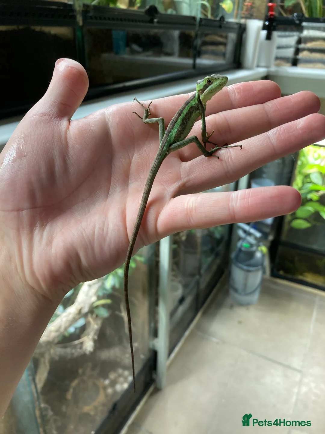 Iguana reptiles for sale: Eastern Casquehead & Hernandez’s Helmeted Iguanas - Advert 10