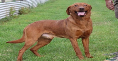 Labrador Retriever dogs - Advert 3