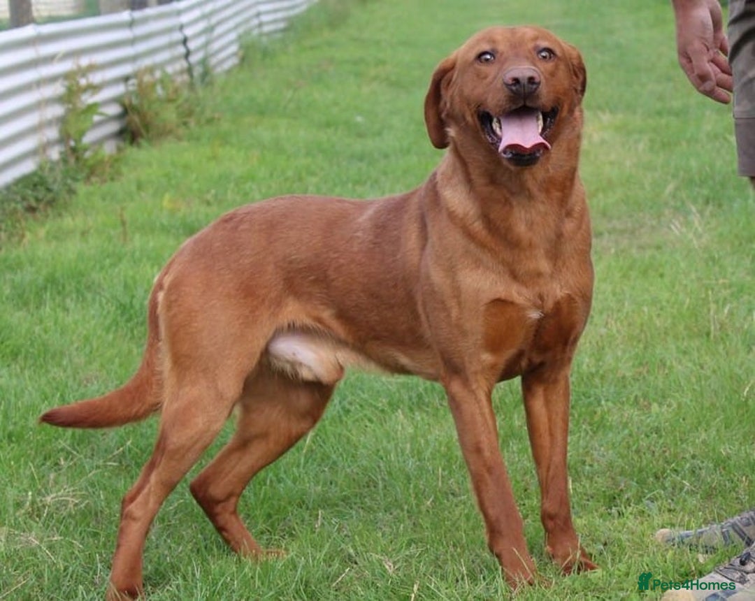 Labrador Retriever dogs for sale: KC REG FOX RED LABRADOR PUPPIES - Image 3