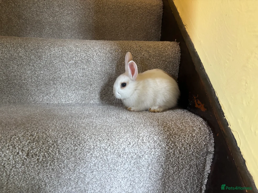 Mixed Breed rabbits for sale: Dwraf bunnies for sale  - Advert 14