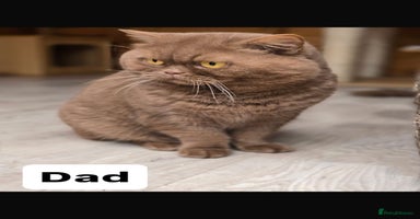 British Shorthair cats - Advert 7