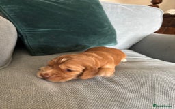 Cocker Spaniel dogs for sale: Outstanding kc reg cocker spaniel puppies - Image 4