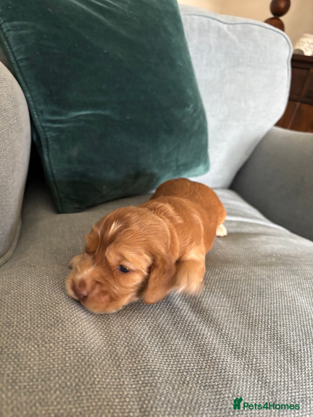 Cocker Spaniel dogs for sale: Outstanding kc reg cocker spaniel puppies - Image 4
