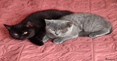 Scottish Fold cats - Advert 16