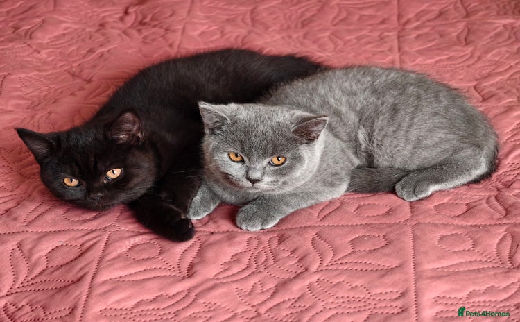 Scottish Fold cats - Advert 3
