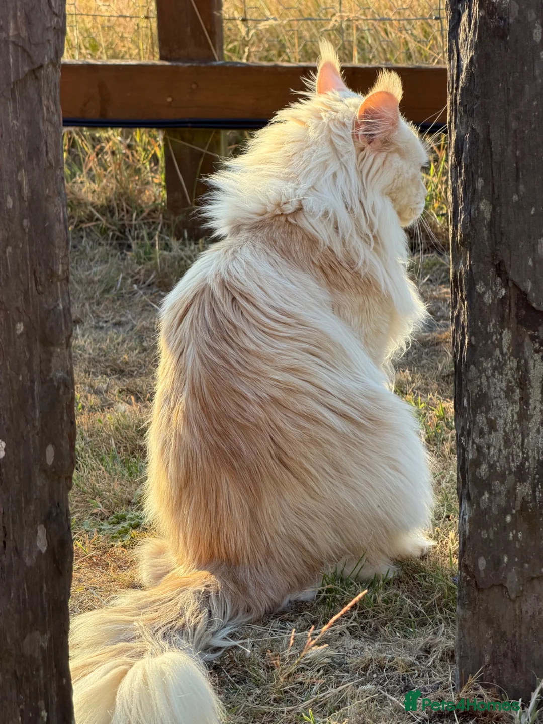 Maine Coon cats for stud: Maine Coon stud - Advert 2