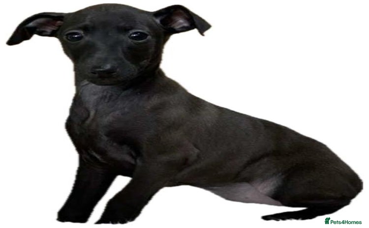 Italian Greyhound dogs - Advert 1