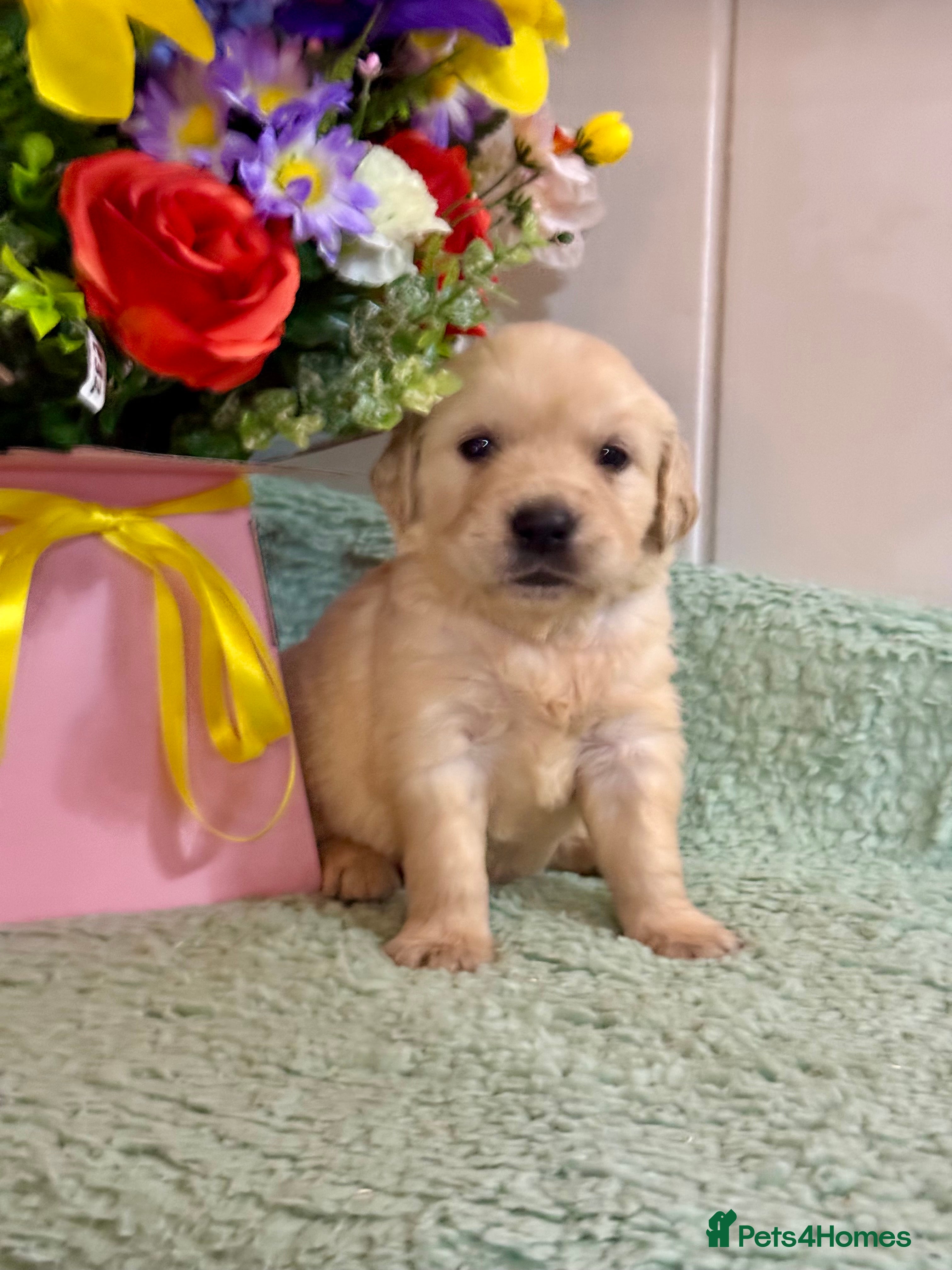 Golden Retriever dogs Boys only  kc reg golden retriever puppies  - Advert 2