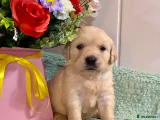 Golden Retriever dogs Boys only kc reg golden retriever puppies - Advert 2
