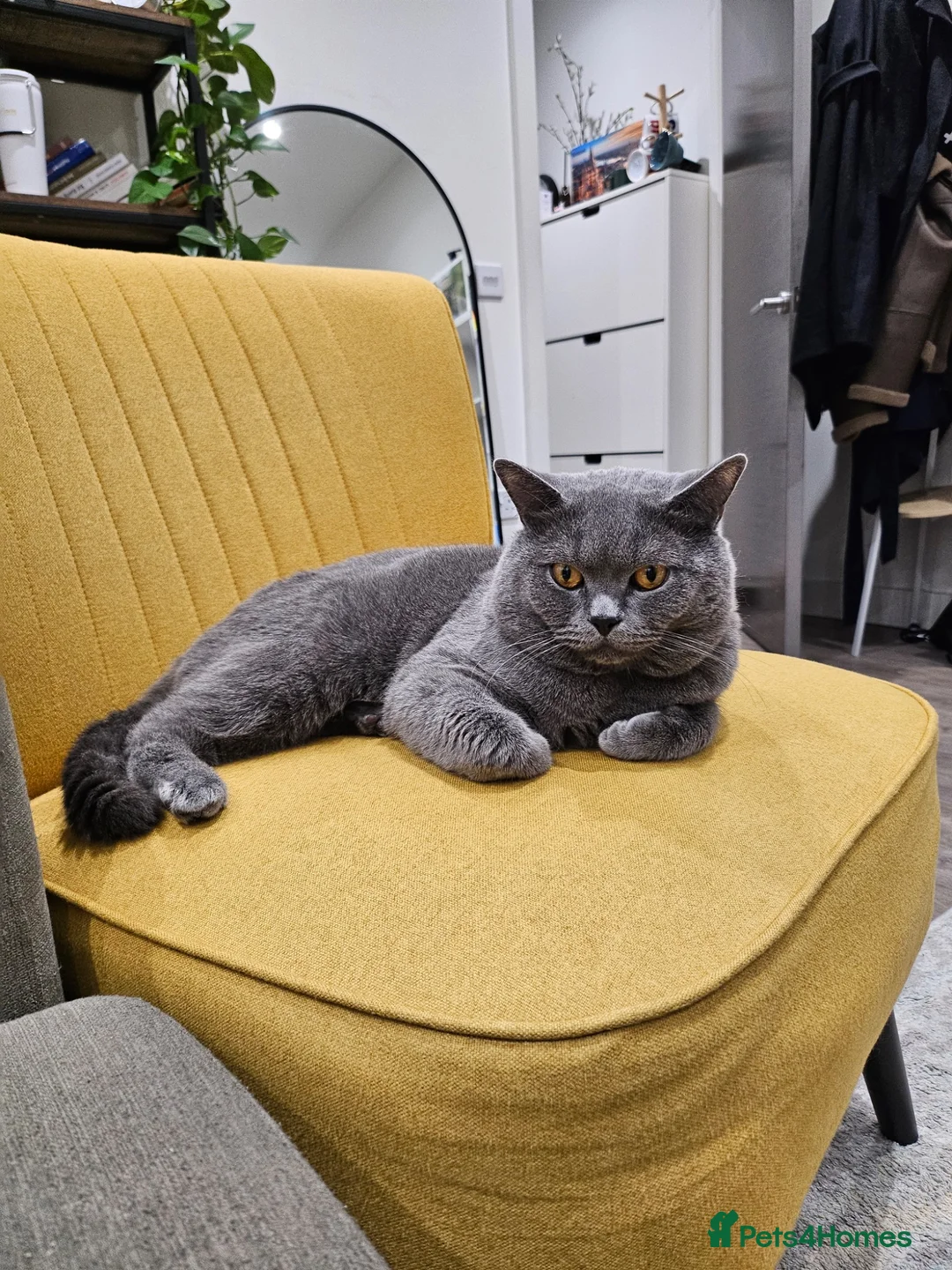 British Shorthair cats for sale: 💙 Stunning British Shorthair Blue Boy  in London - Advert 6