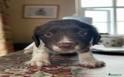 English Springer Spaniel dogs for sale: KC Springer Spaniel puppies 3 x girls available  in Hereford - Image 20
