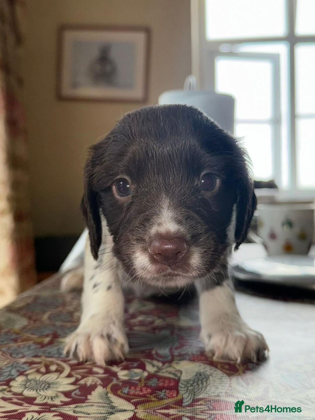 English Springer Spaniel dogs for sale: KC Springer Spaniel puppies 3 x girls available  in Hereford - Image 20