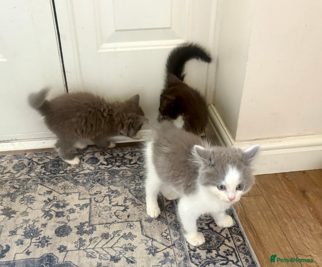 Exotic cats for sale: Exotic X Silver Tabby Fur Babies - Image 11
