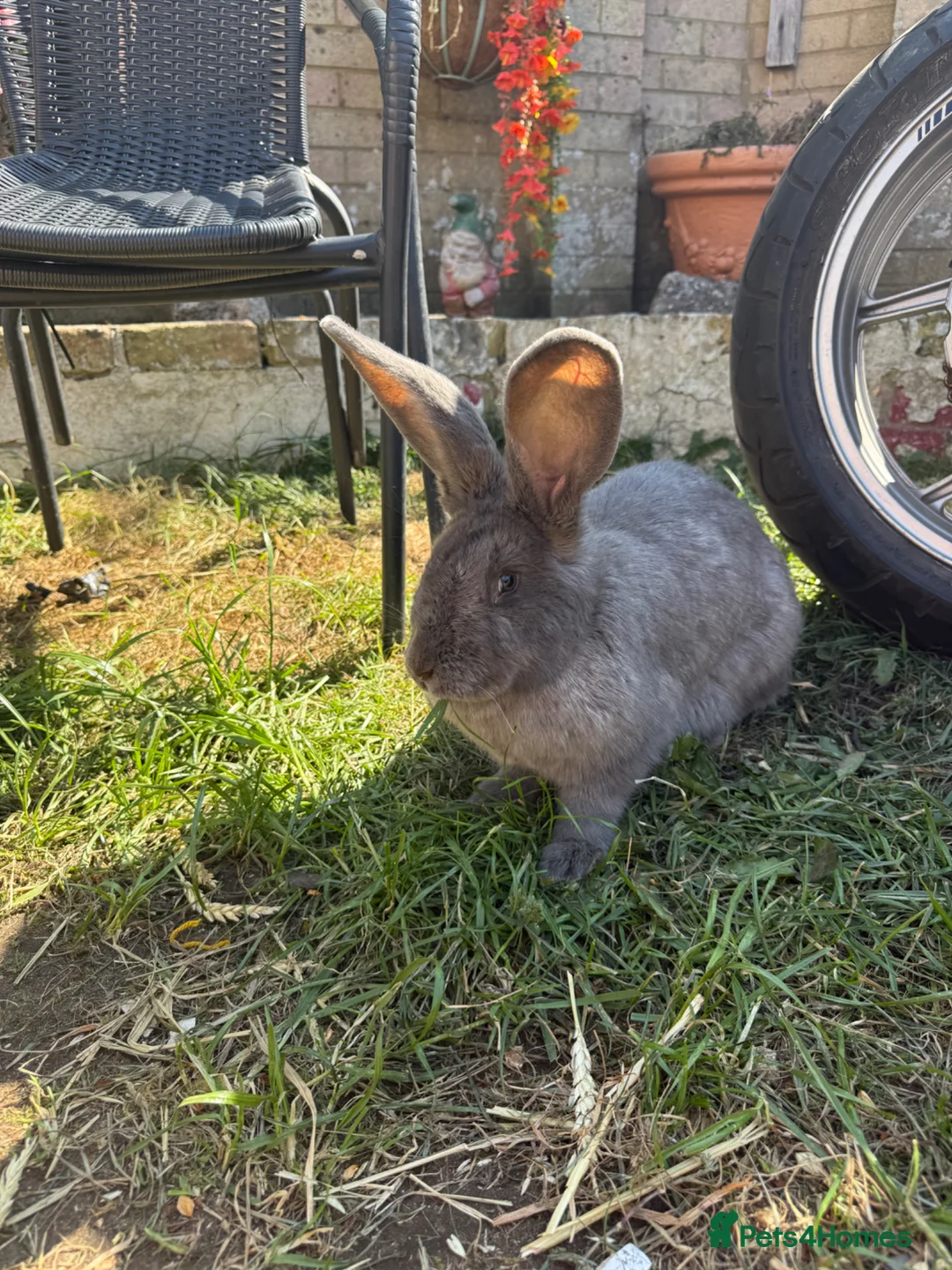 Continental Giant rabbits for sale: Beautiful Continental Giant Buns  - Advert 2