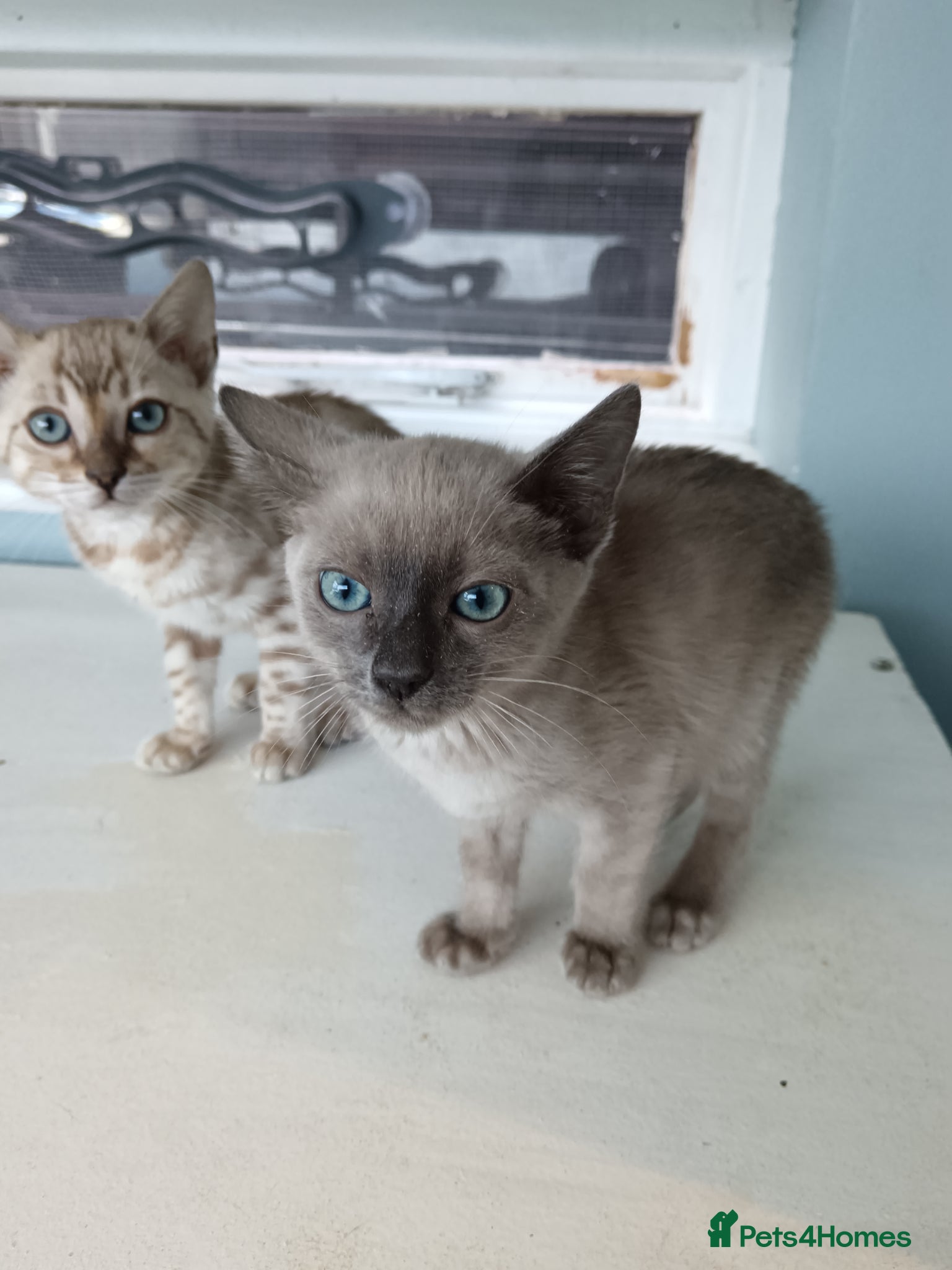 Bengal cats Tica RG Blue lynx - Advert 1