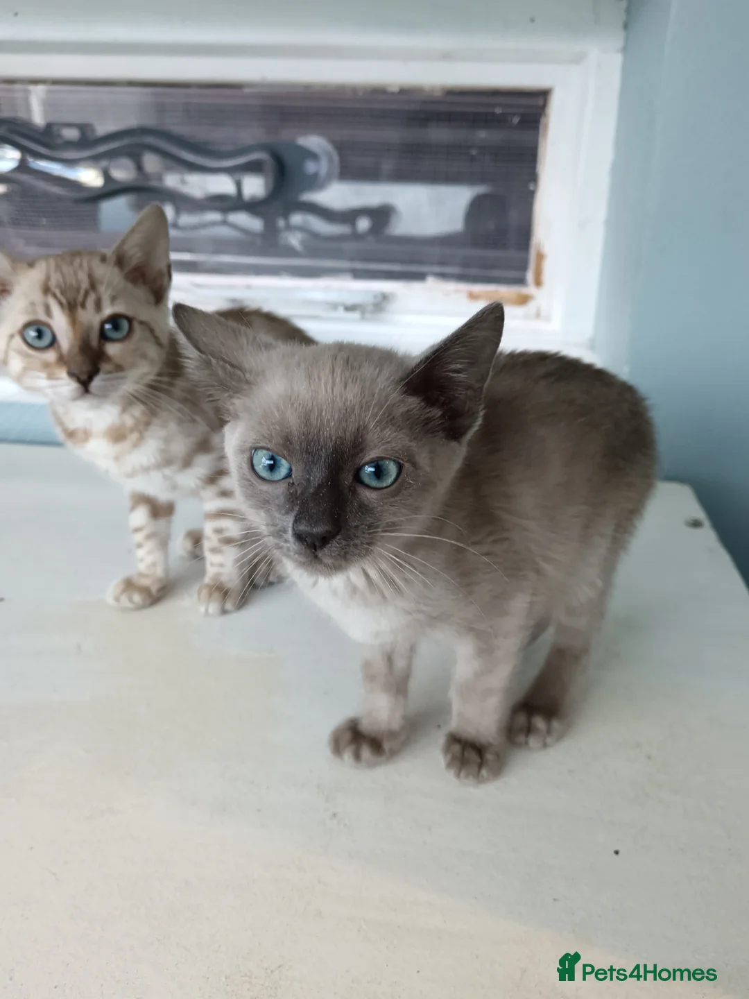 Bengal cats for sale: Tica RG Blue lynx - Advert 1