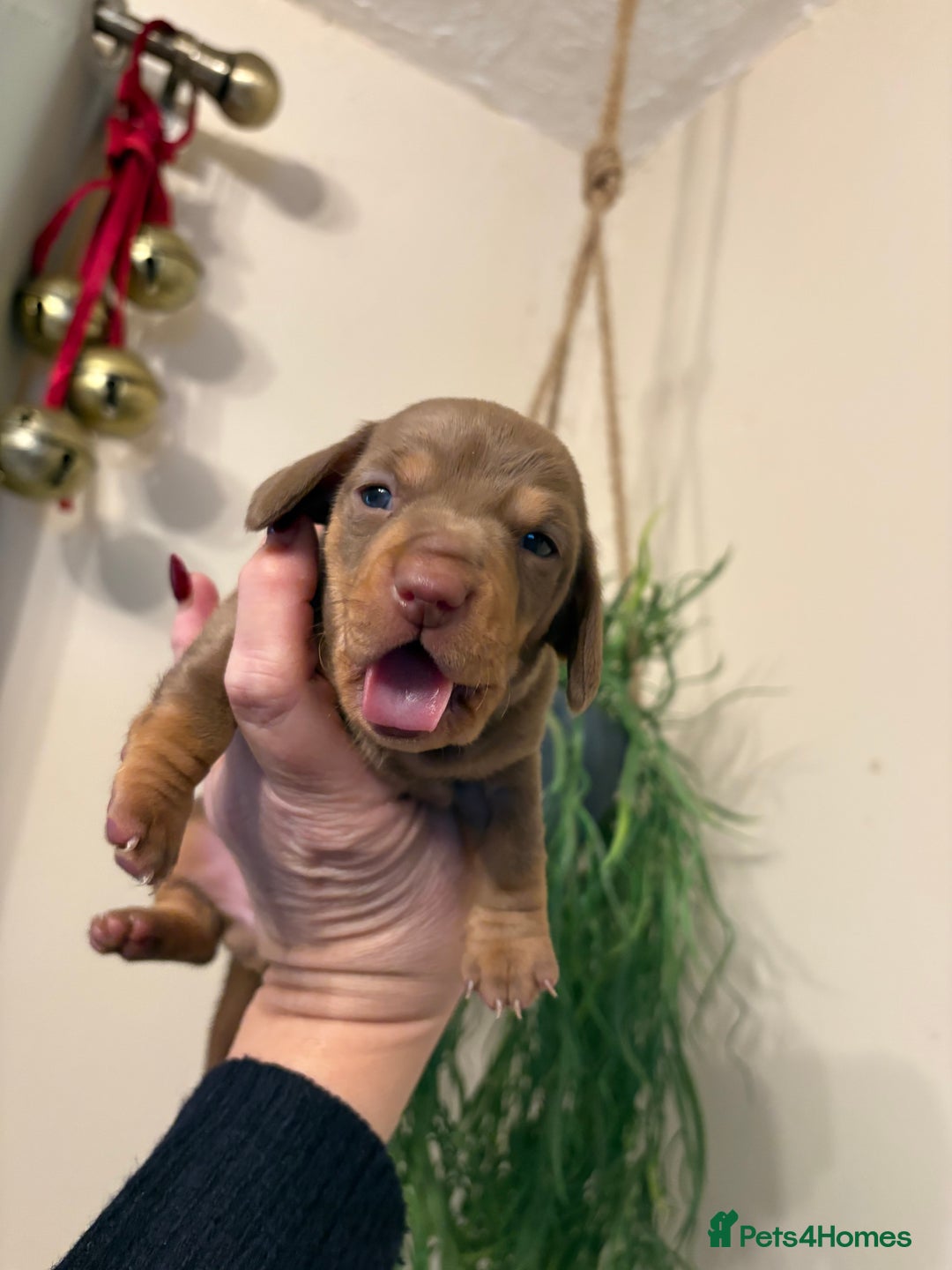 Dachshund dogs for sale: Stunning  pedigree miniature dauchound puppies  - Advert 11