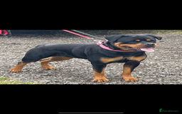 Rottweiler dogs for sale: Stunning KC Registered Rottweiler Puppies  - Image 3
