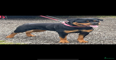 Rottweiler dogs - Advert 12