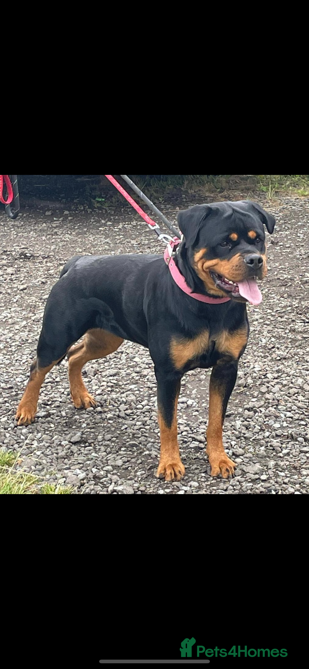 Rottweiler dogs for sale: Stunning KC Registered Rottweiler Puppies  - Image 3