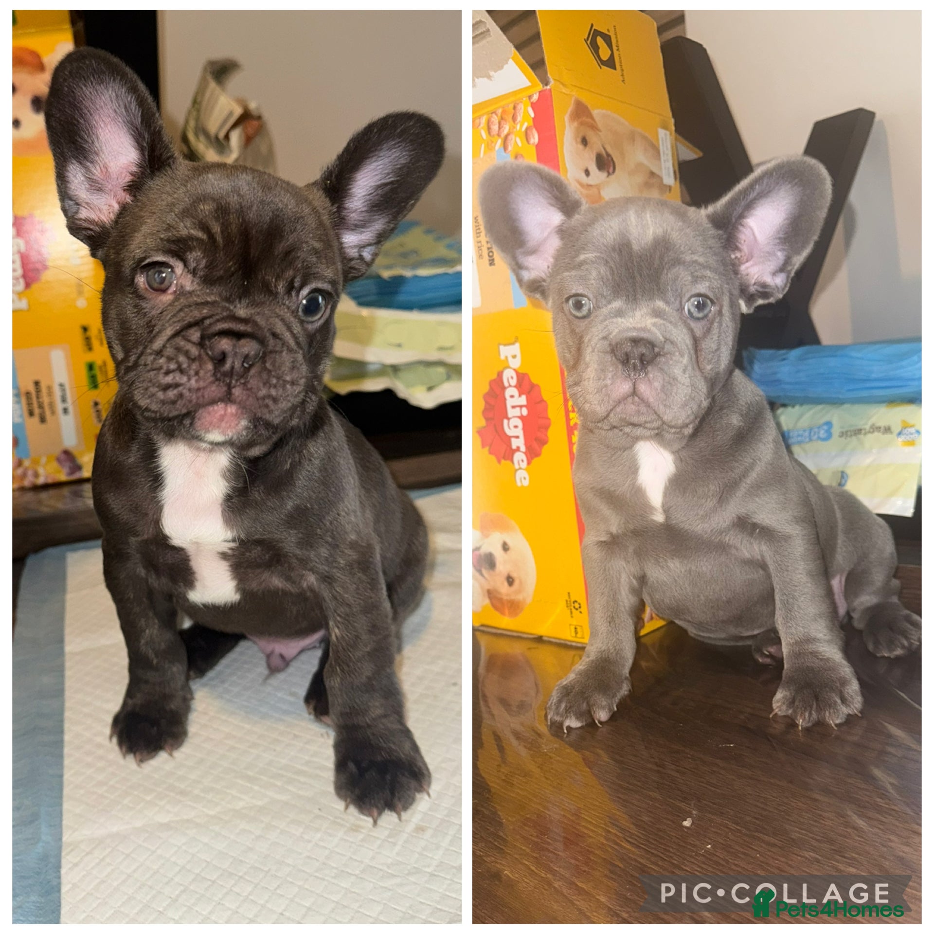 French Bulldog dogs French bulldog puppies  - Advert 4