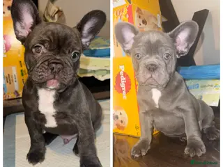 French Bulldog dogs French bulldog puppies - Advert 1