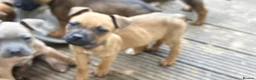 Mixed Breed dogs for sale: German Shepherd mix puppies  in Swansea - Advert 26