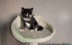 Mixed Breed cats for sale: 4 beautiful kittens - Image 14