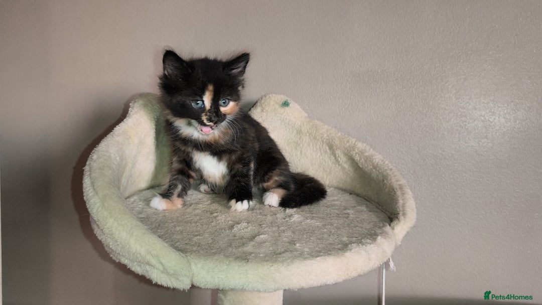 Mixed Breed cats for sale: 4 beautiful kittens - Image 14