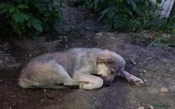 Mixed Breed dogs for adoption: SISSY, a Beautiful Young Girl - for a Loving Home - Image 14