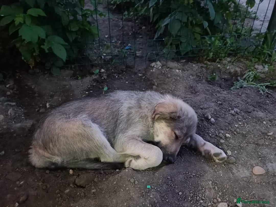 Mixed Breed dogs for adoption: SISSY, a Beautiful Young Girl - for a Loving Home - Image 14
