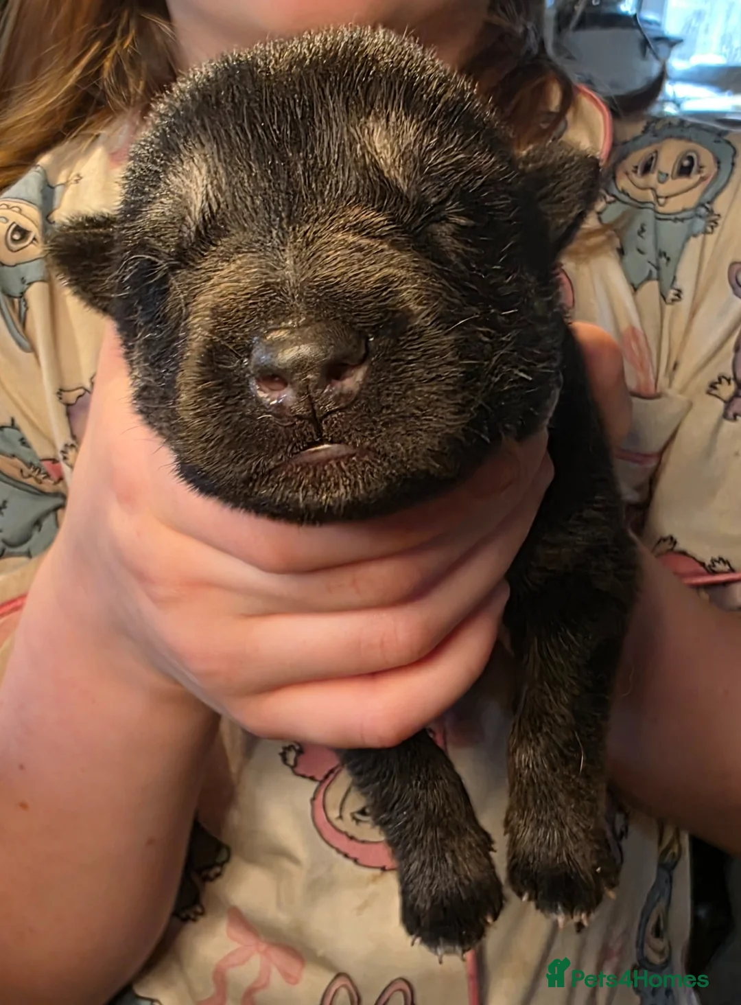 Mixed Breed dogs for sale: Tamaskan Puppies - Advert 11