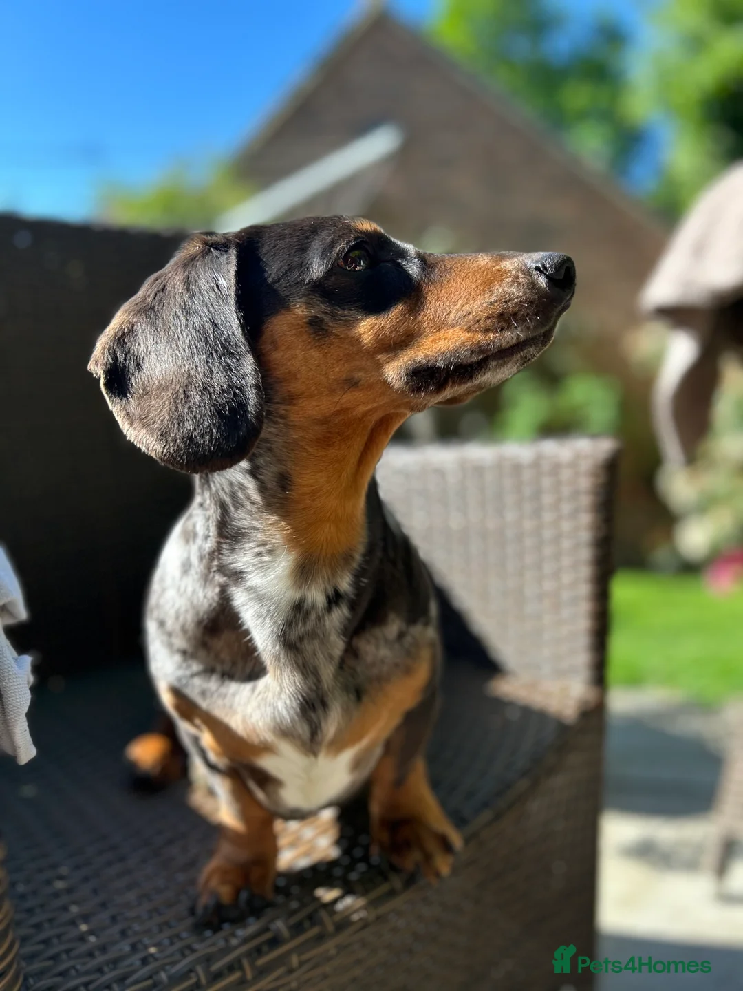 Miniature Dachshund dogs for stud: For stud  - Advert 2