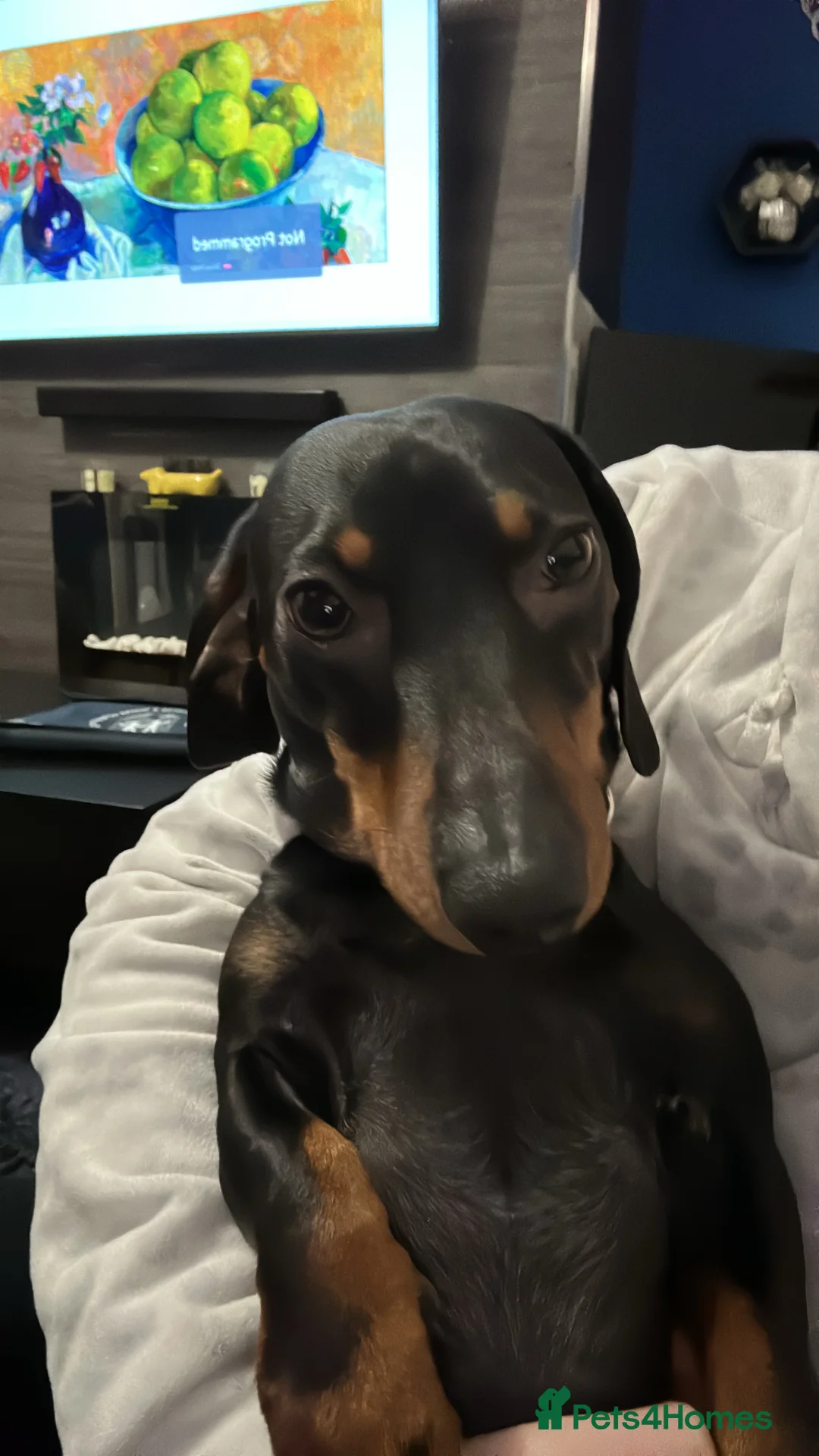 Miniature Dachshund dogs for stud: Miniature Dachshund for Stud - Black & Tan -  - Advert 3