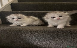Scottish Fold cats for sale: RARE Triple folded ear Scottish fold kittens  - Image 10