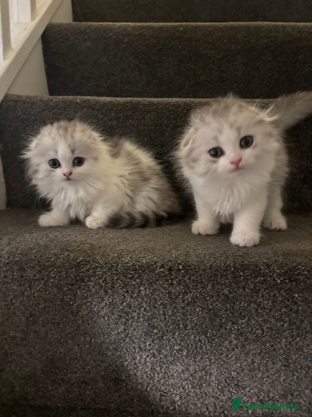 Scottish Fold cats for sale: RARE Triple folded ear Scottish fold kittens  - Image 10