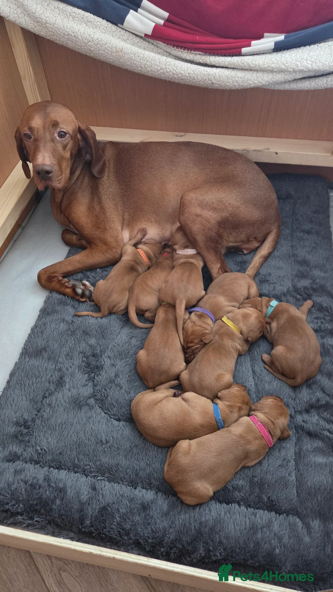 Hungarian Vizsla dogs for sale: 🧡 Hungarian Vizslas. Exceptional pedigrees 🧡 - Advert 9