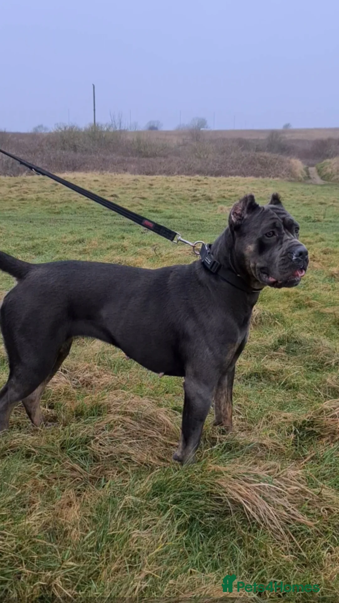 Cane Corso dogs for sale: Beautiful black male Cane Corso puppy - Advert 19