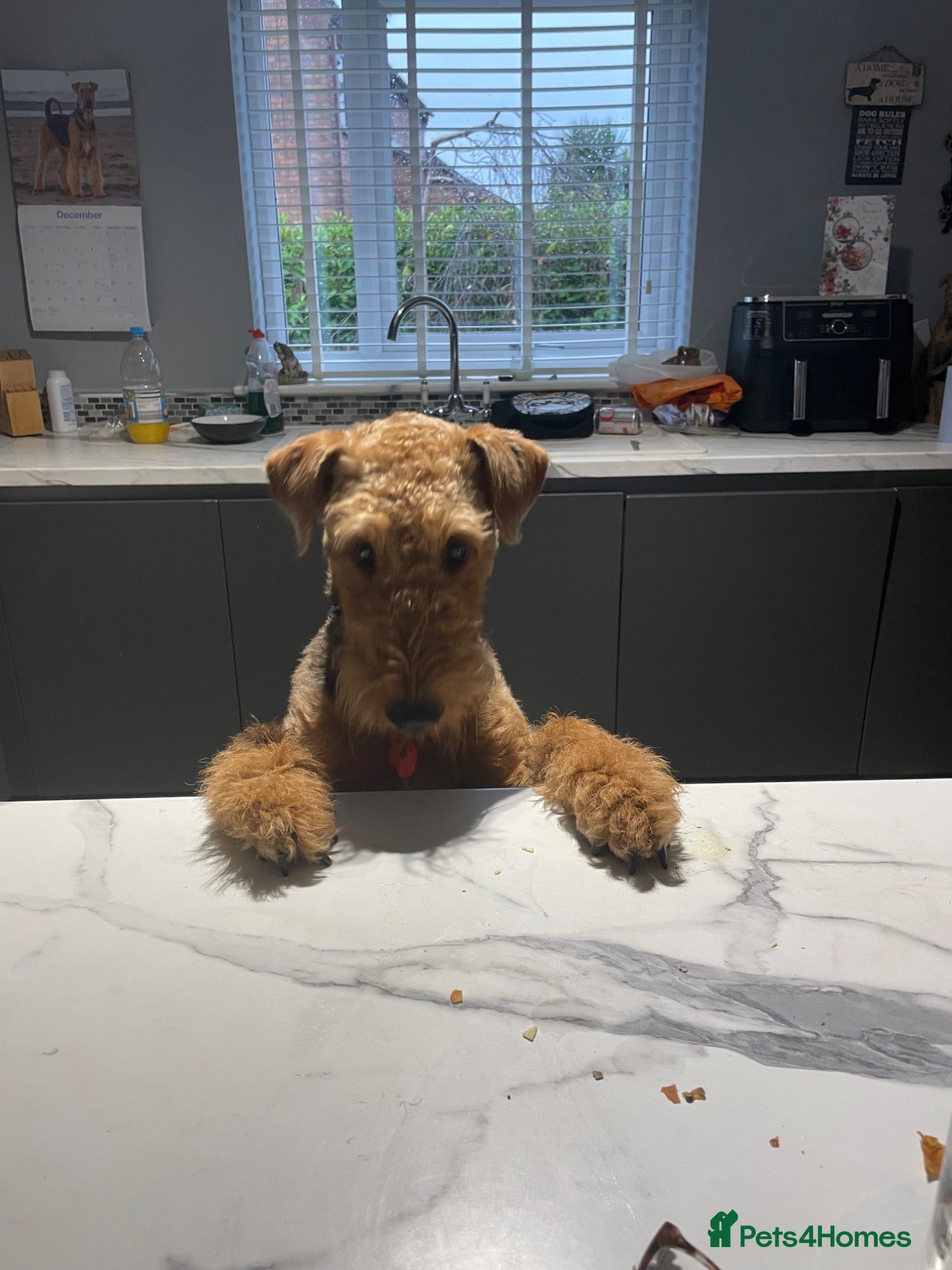 Airedale Terrier dogs Airedale terrier puppies - Advert 4