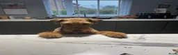 Airedale Terrier dogs for sale: Airedale terrier puppies - Advert 1