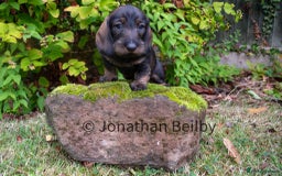 Dachshund dogs for sale: KC Standard Wire-haired Dachshund puppies - Image 9