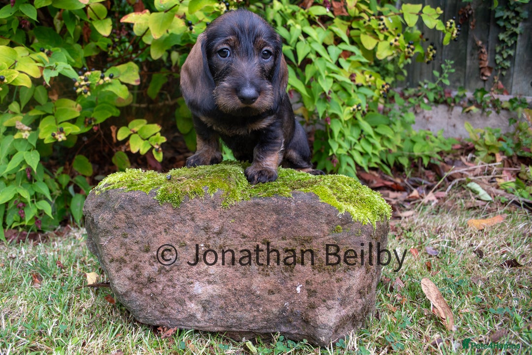 Dachshund dogs for sale: KC Standard Wire-haired Dachshund puppies - Image 9