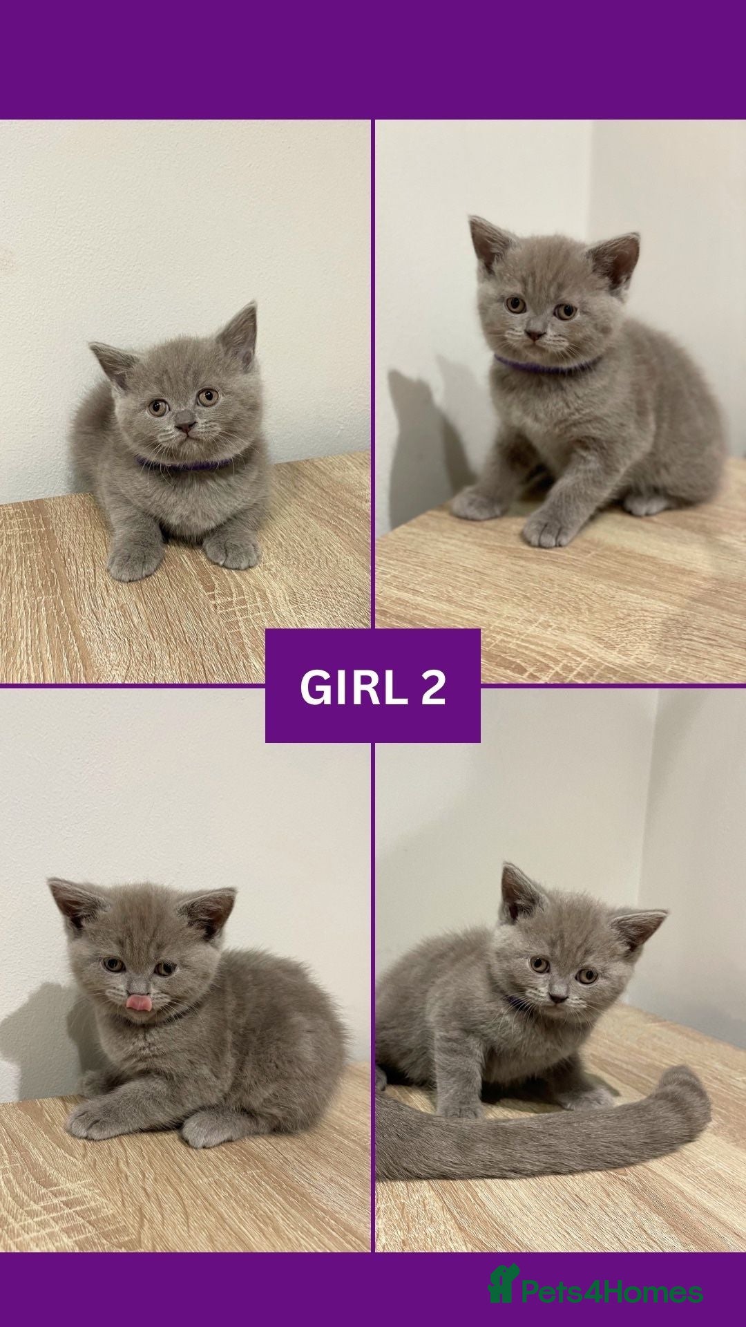 British Shorthair cats for sale: Beautiful Kittens- British Shorthair X Maine Coon - Advert 9
