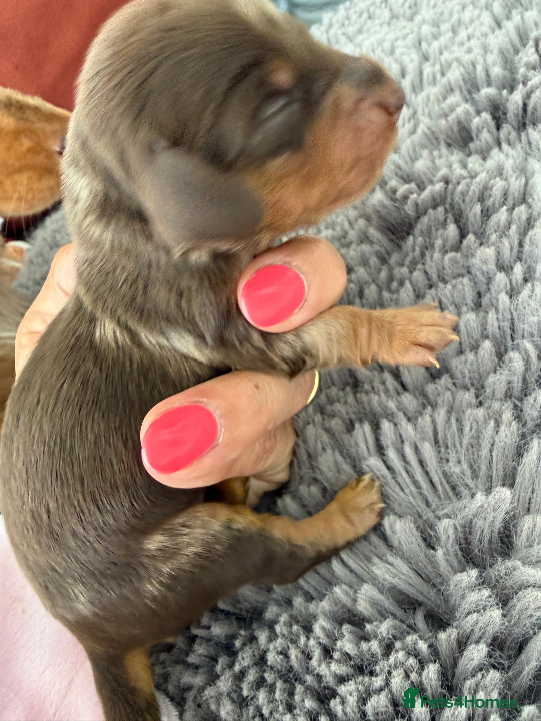 Miniature Dachshund dogs for sale: Long haired mini dachshund pups  - Image 8