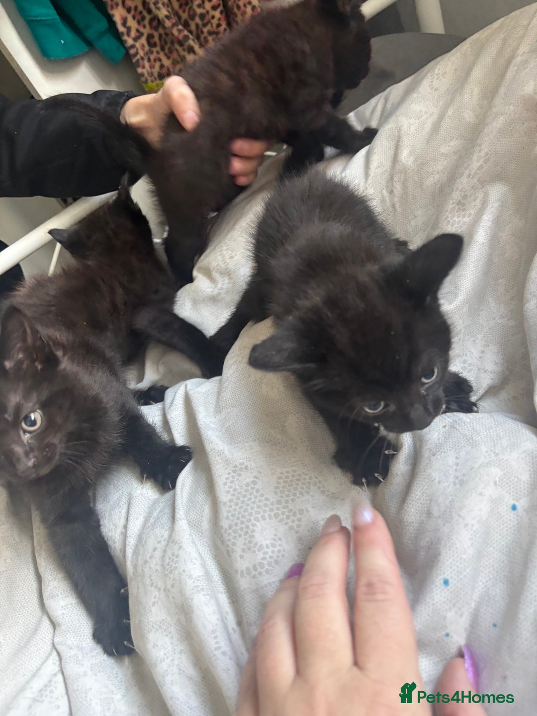 British Shorthair cats for sale: Kittens ready now - Advert 5