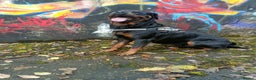 Rottweiler dogs for stud: Rottweiler for stud full pedigree, health tested  in Prescot - Advert 6