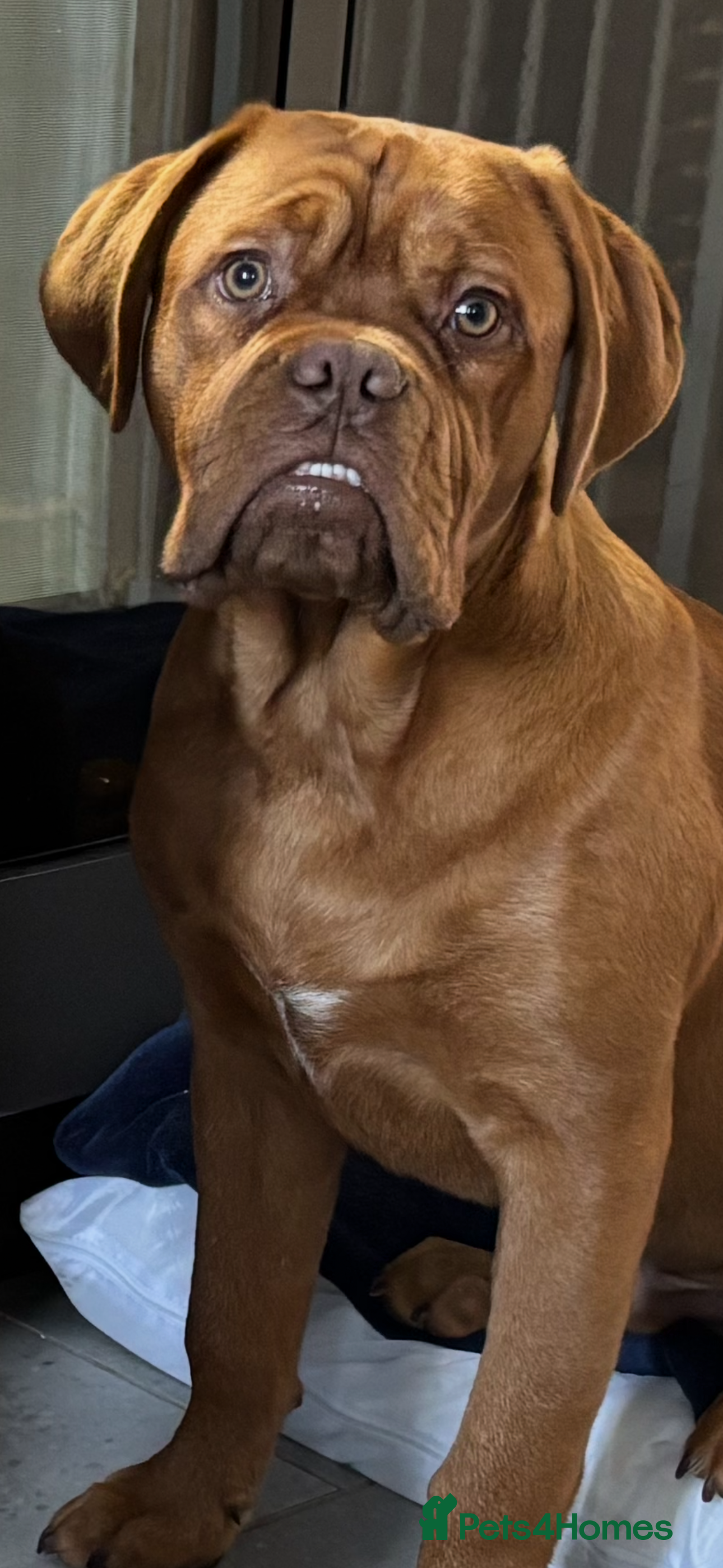 Dogue De Bordeaux dogs Male dogue de bordeaux puppy  - Advert 17