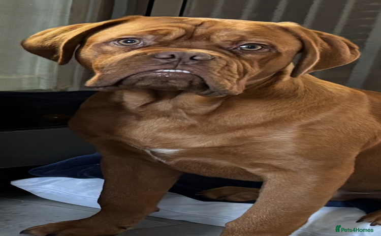 Dogue De Bordeaux dogs Male dogue de bordeaux puppy  - Advert 1